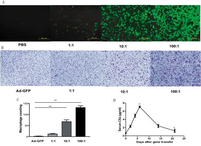 Expression of C5a protein