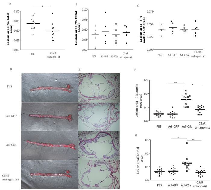 Efffect of C5a overexpression on atherosclerotic lesions in ApoE