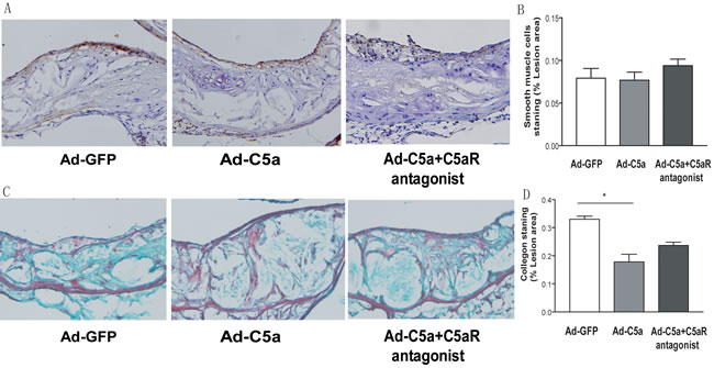 Collagen deposition and smooth muscle cell proliferation in mice.