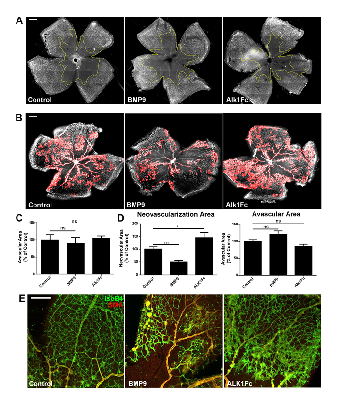 Perturbations of Alk1 signaling influence neovascularization but not vaso-obliteration during OIR.
