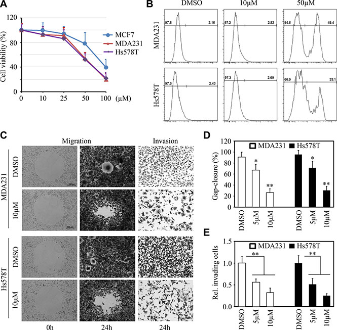 LM11 exhibits potent in vitro cytotoxicity and inhibits migration and invasion of breast cancer cells.