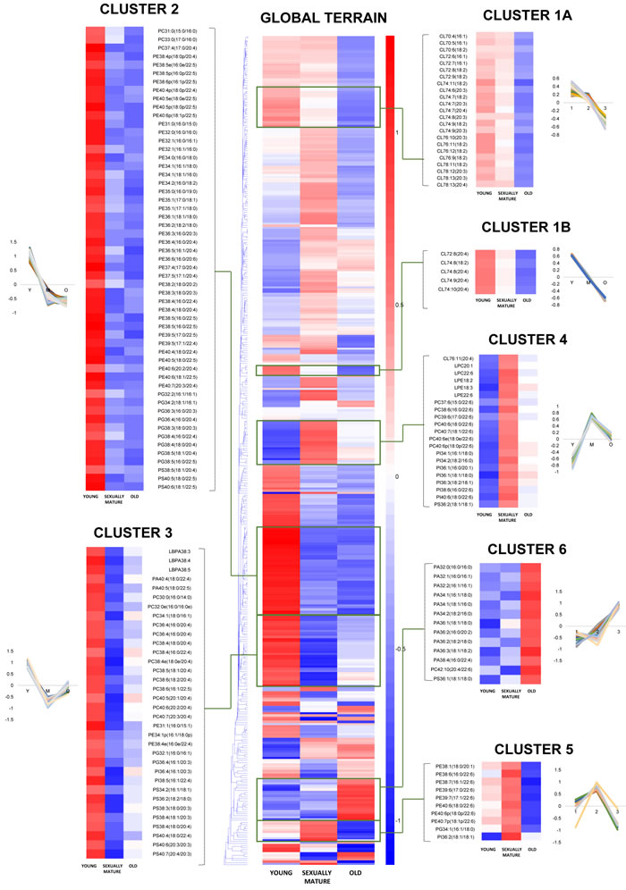 Euclidean clustering of 391 individual phospholipid species detected in the frontal cortex of young, sexually-mature and old monkeys using fatty acid-specific transitions.