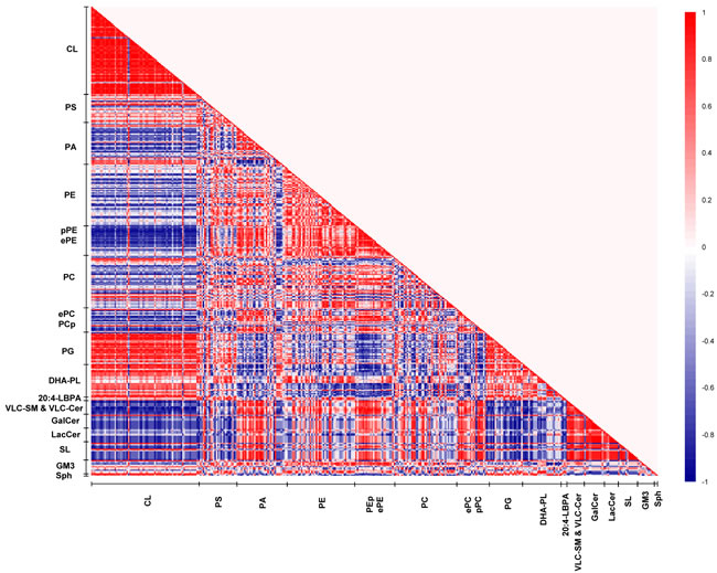 Lipid correlation matrix constructed based on the membrane lipidome of old macaques comprising a selected pool of 386 individual membrane lipid species.