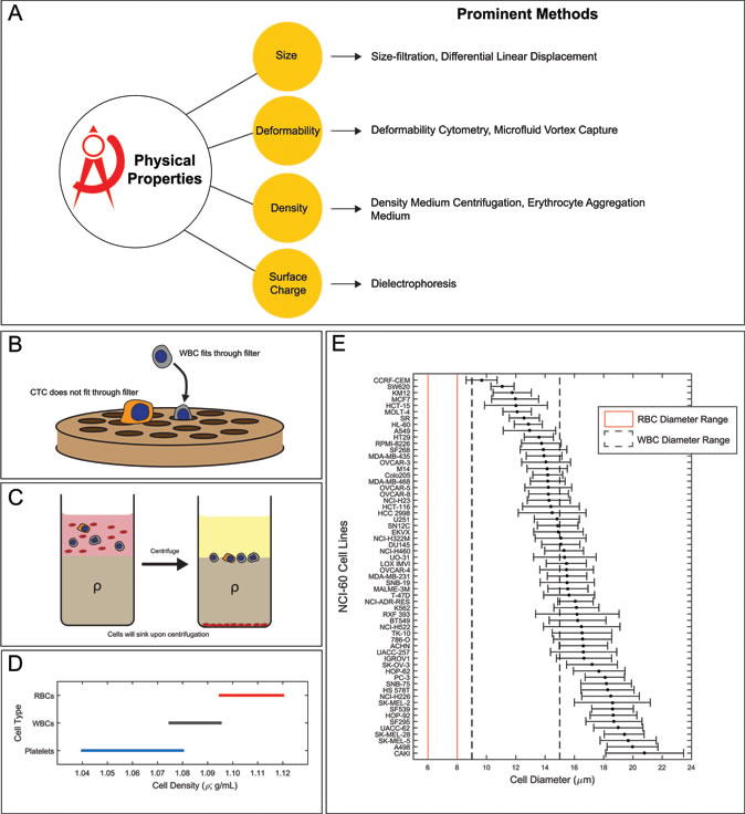 Physical properties can distinguish CTCs from other cells in the peripheral blood.