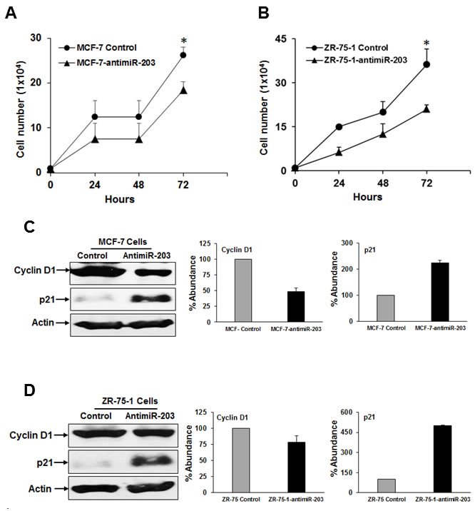Inhibition of miR-203 expression alters cell proliferation and key cell cycle regulatory proteins.