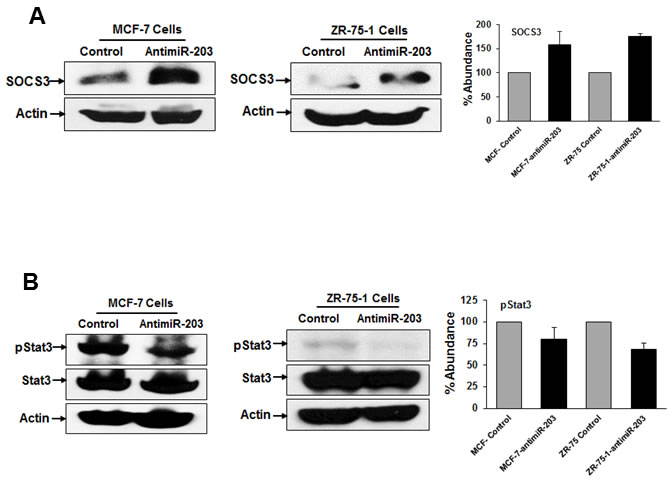 Inhibition of miR-203 increases the expression of SOCS3 and enhances phospho-STAT3 expression in breast cancer cells.