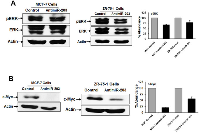 ERK-c-myc signaling pathways are inhibited by anti-miR-203 in breast cancer cells.