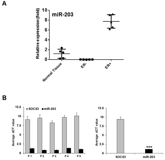 miR-203 suppresses SOCS3 in ER-positive breast cancer tissues.
