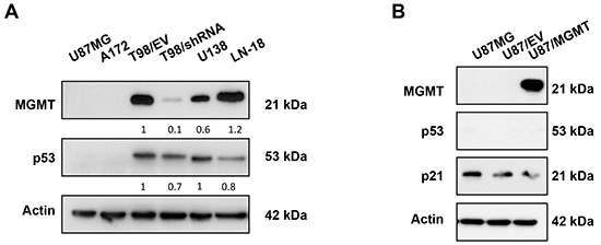 MGMT silencing decreased mutp53 protein levels in mutp53 GBM cell lines isogenic for MGMT.