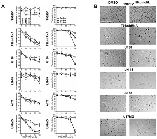 PRIMA-1MET reduced relative cell number of GBM cell lines irrespective of p53 status.