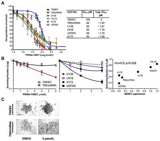 PRIMA-1MET decreased proliferation and clonogenic potential of GBM cell lines with different MGMT levels and p53 status.