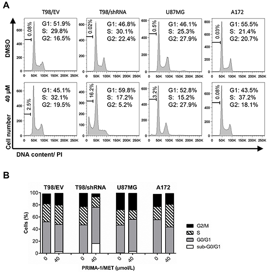 PRIMA-1MET induced changes in cell cycle progression in GBM cells with silenced MGMT
