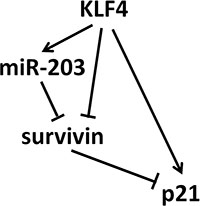 The signaling network of KLF4-inducing senescence.