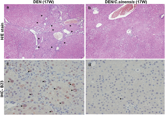 Histologic examination of rat liver at 17 week (17 W) by hematoxylin and eosin (H/E) staining and immunohistochemical staining for