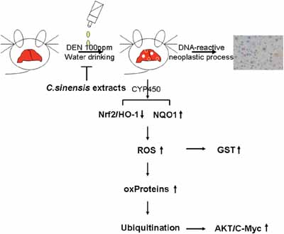 Schematic diagram indicates that C. sinensis could effectively inhibit the DEN-induced hepatic tumor through modulating the antioxidant systems and subsequent oxidative modification of specific proteins.
