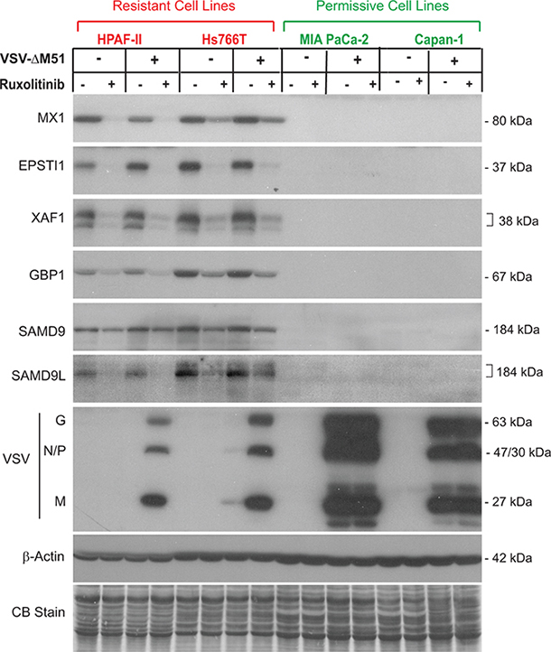 Western blot analysis of putative biomarkers of resistance in PDAC cell lines.