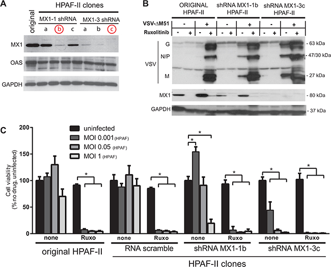 Effect of MX1 knockdown on VSV-&#x0394;M51 replication and oncolysis.