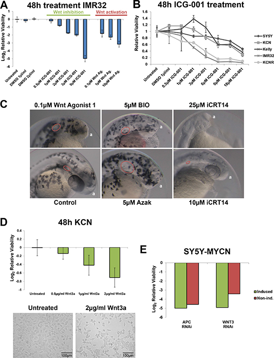 Wnt pathway modulation reduces neuroblastoma viability.