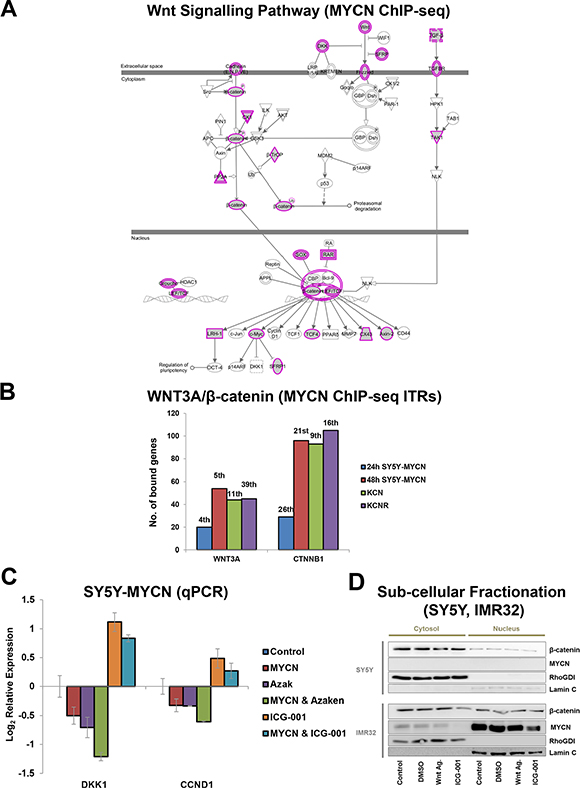 MYCN binds to genes of Wnt/&#x03B2;-catenin pathway components and their target genes.
