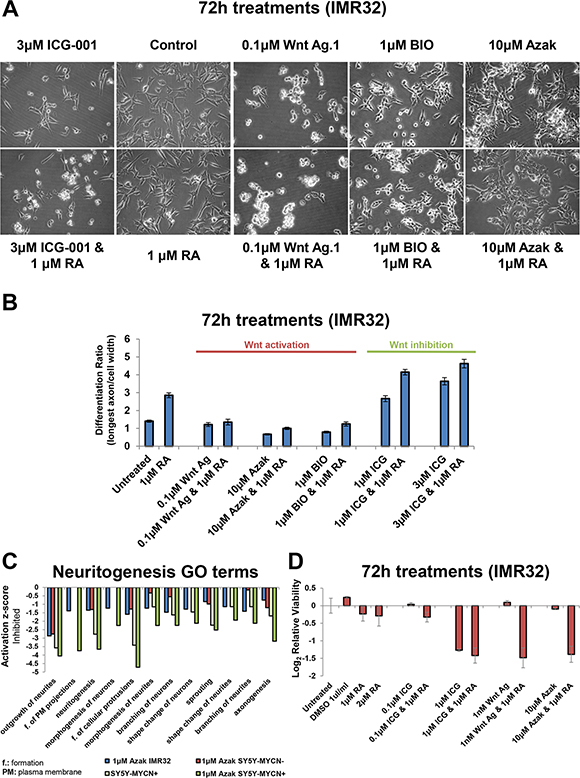 Wnt inhibition promotes differentiation while activation promotes stemness.