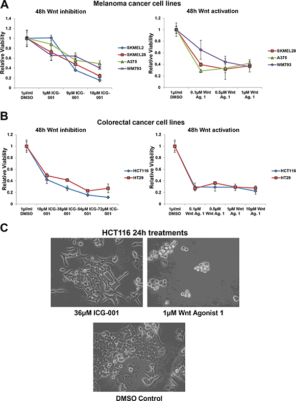 Wnt signalling is also a bi-directional vulnerability in malignant melanoma and colorectal cancer cells.