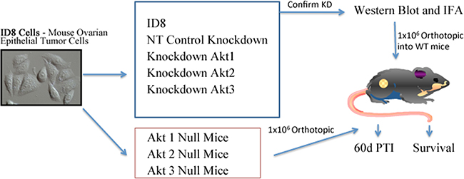 Experimental Design. Two in vivo models were utilized to determine the Akt isoform specific roles in ovarian tumor progression.