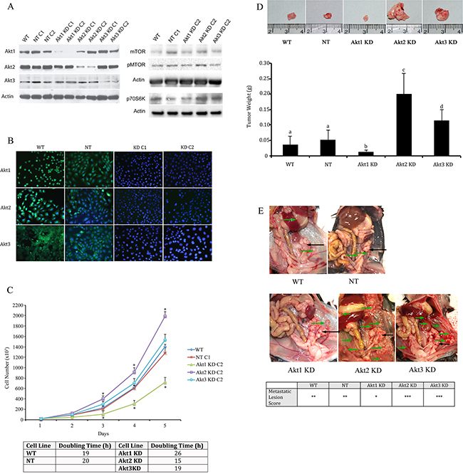 Knockdown of specific Akt Isoforms has variable effects on ovarian tumor development and metastatic disease.