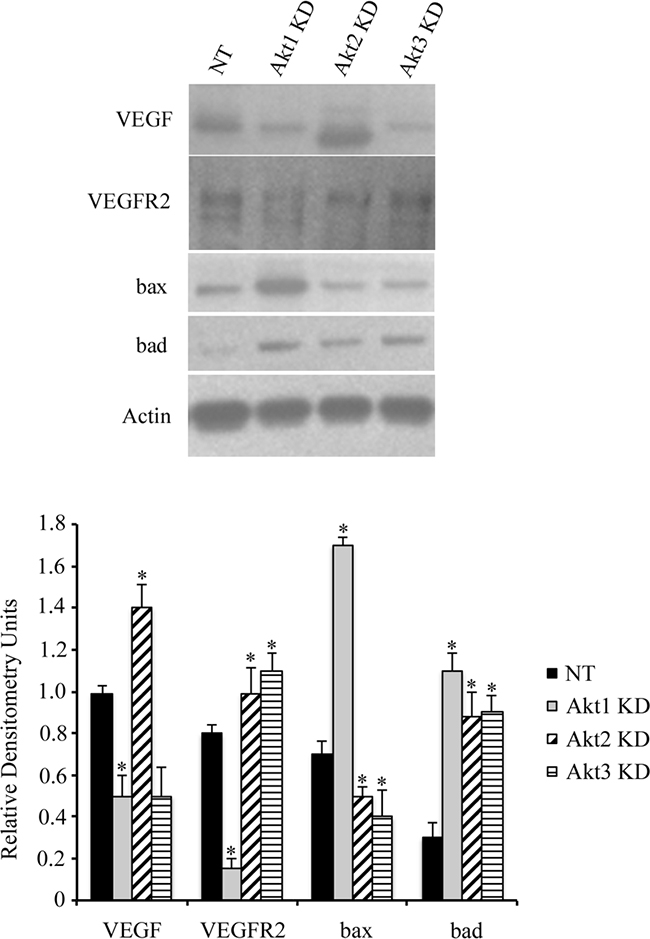 Akt isoform knockdown alters ovarian cancer cell signaling.