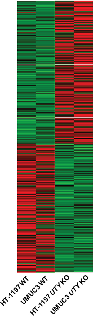 Changes in expression patterns in UBC cell lines after UTY knock-out.