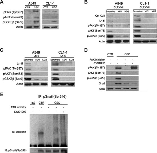 Knockdown of Col XVII or laminin-5 decreased the expression of phosphorylated FAK, AKT and GSK3&#x03B2; in A549 and CL1-1 lung cancer cells cultured in spheroid culture.