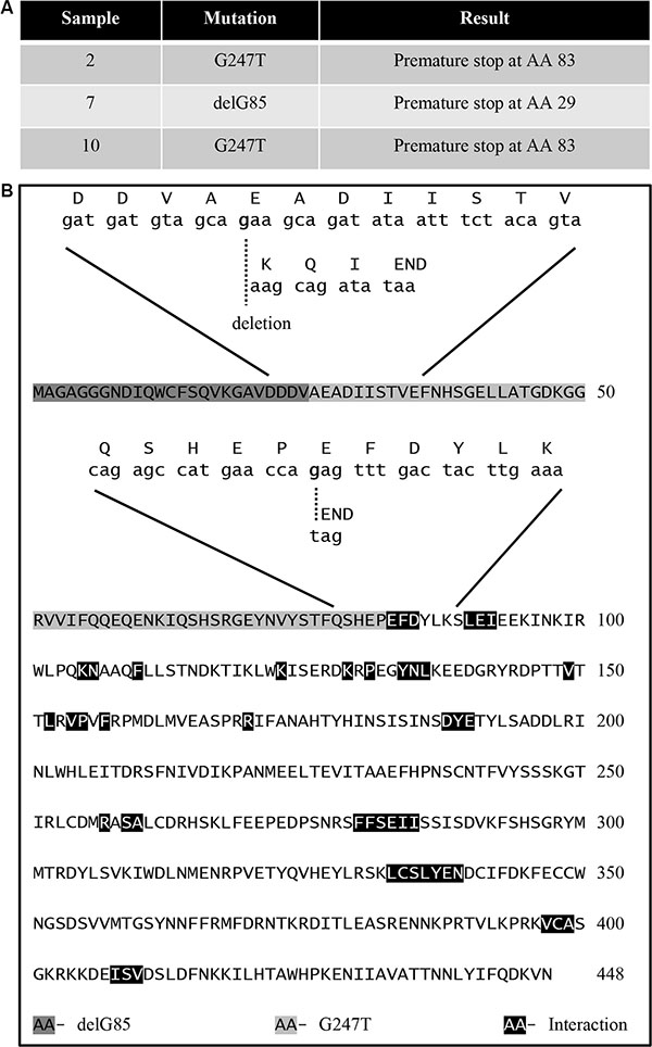 Identification of B55&#x03B1; mutations in AML blasts.