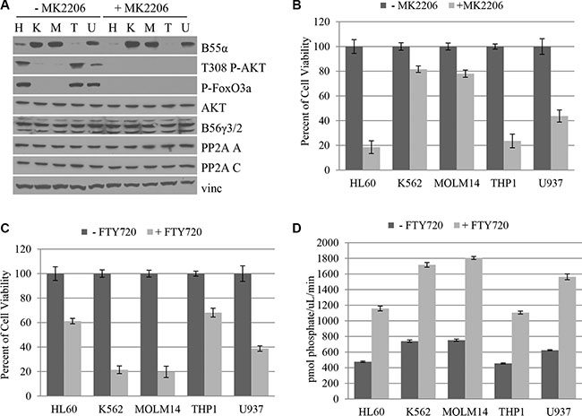 B55&#x03B1; expression in leukemia cell lines correlates with AKT Thr-308 phosphorylation and predicts responsiveness to AKT inhibition and PP2A activation.