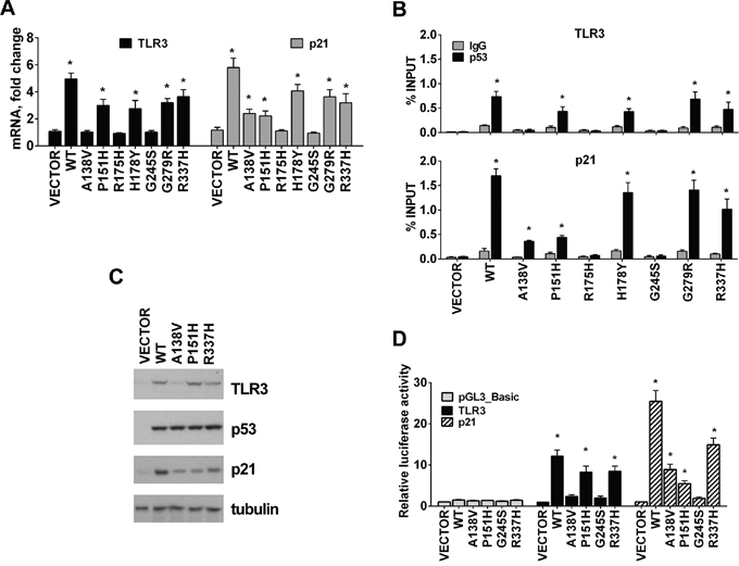 TLR3 expression varies between tumor associated p53 mutants.