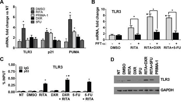 p53 reactivating molecule RITA rescues TLR3 gene expression in a p53 mutant cell line.