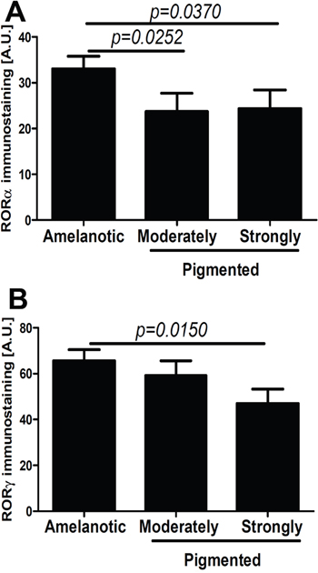 Comparison of nuclear ROR&#x03B1; (A) and ROR&#x03B3; (B) in amelanotic, moderately and strongly pigmented primary melanomas.