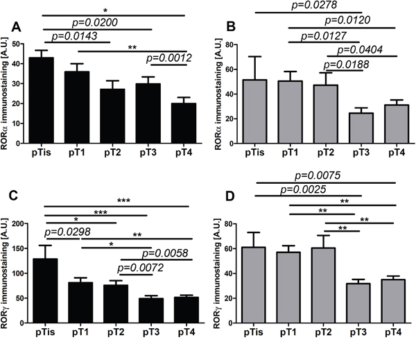 The mean level of nuclear (A, C) and cytoplasmic (B, D) ROR&#x03B1; (A, B) and ROR&#x03B3; (C, D) in primary melanomas stratified according to the pT.