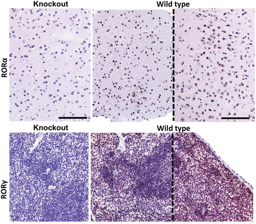 ROR&#x03B1; (upper panel) and ROR&#x03B3; (lower panel) immunostaining of brain and spleen tissue sections of ROR&#x03B1; or ROR&#x03B3; knockout mice and wild type mice (sections from two different mice, separated with dashed line).