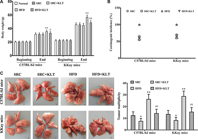 HFD-induced overweight or obesity, increases lung carcinoma incidence and multiplicity.