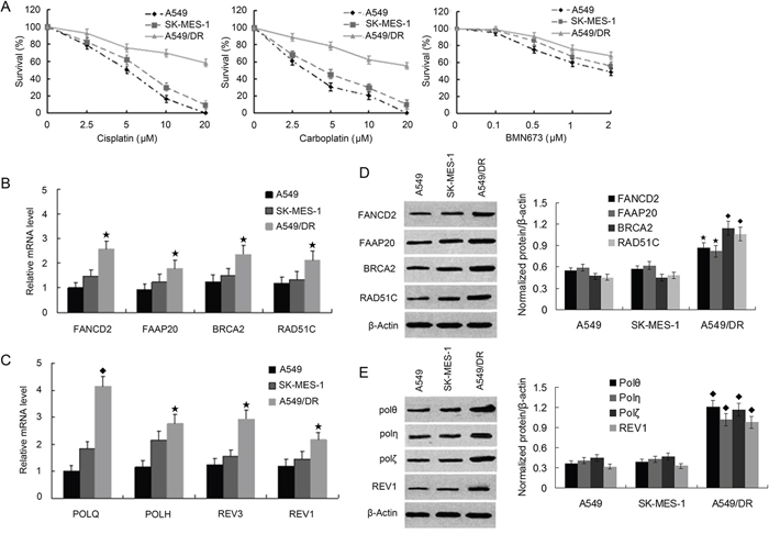A549/DR cells are resistant to cross-linking agents, and expression of FA, HR and TLS pathway factors are elevated compared with A549 and SK-MES-1 cells.