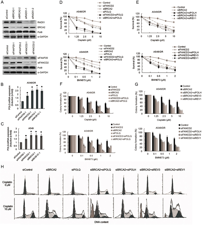 Co-depletion of POLQ and FANCD2 or BRCA2 markedly increase sensitivity of A549/DR cells to cisplatin and BMN673 compared with double depletion of BRCA2 and POLH, or REV3, or REV1.