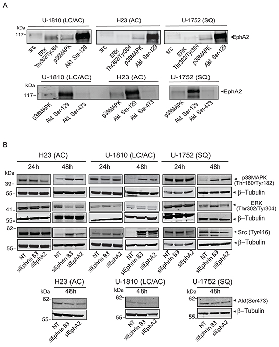 Ephrin B3 and EphA2 interact and control multiple proliferative kinases.