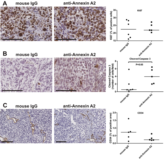 Annexin A2 neutralizing antibodies increase apoptosis.