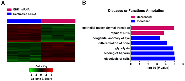 Widespread changes of gene expressions in NCI-H1299 cells with EHD1 knockdown by microarray.