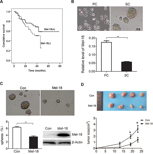 Mel-18 negatively regulated the self-renew of gastric cancer stem like cells.