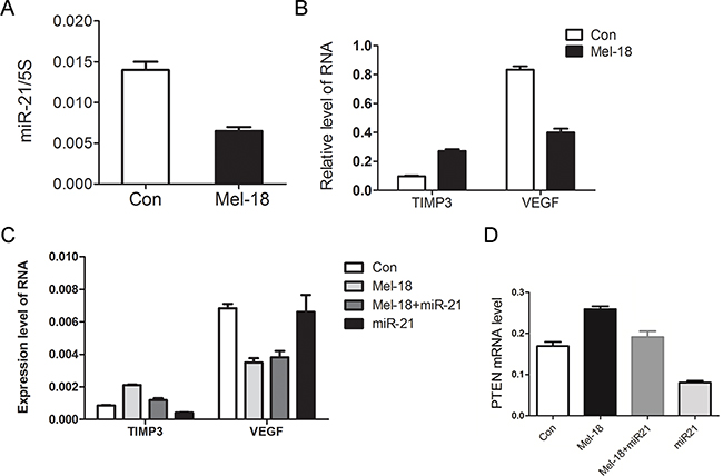 Mel-18 regulated the expression of miR-21, TIMP3, and VEGF.