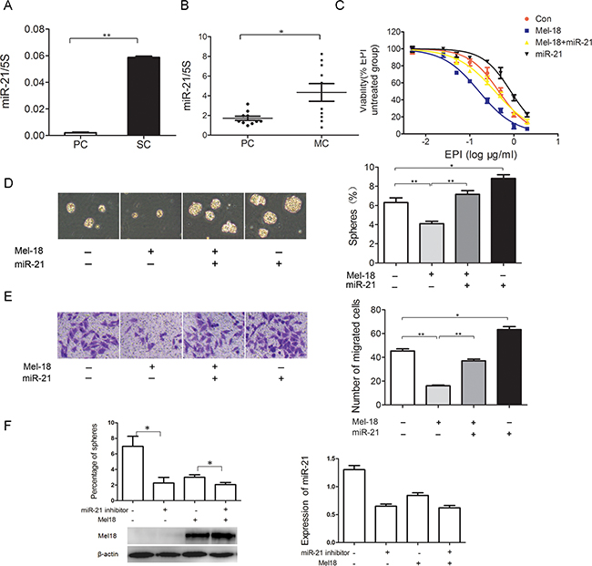 Exogenously miR-21 expression restores stem cells-like characteristics of gastric cancer cells which were inhibited by Mel-18 overexpression.