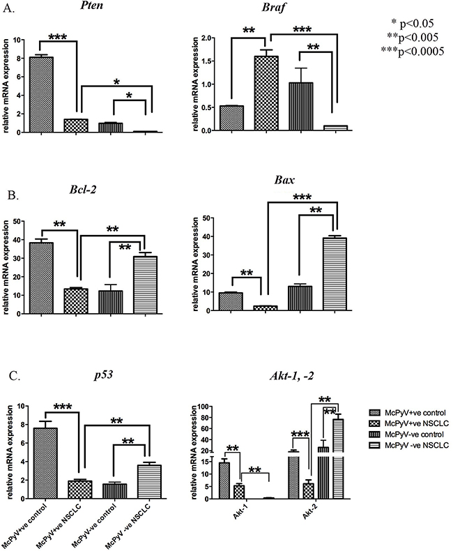 Expression profile of miR-21 target genes and associated pathways&#x2019; genes Pten, Braf, Bcl-2, Bax, p53, Akt-1, Akt-2 in lung tissue samples of NSCLC patients (MCPyV&#x002B;ve N&#x003D;8, MCPyV-ve N&#x003D;16) and controls (MCPyV&#x002B;ve N&#x003D;5, MCPyV-ve N&#x003D;5) in relation to the presence or absence of MCPyV.