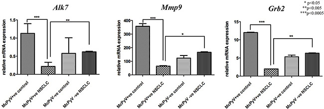 Expression profile of miR-376c target genes Alk7, Mmp9, Grb2 in lung tissue samples of NSCLC patients (MCPyV&#x002B;ve N&#x003D;8, MCPyV-ve N&#x003D;16) and controls (MCPyV&#x002B;ve N&#x003D;5, MCPyV-ve N&#x003D;5) in relation to the presence or absence of MCPyV.