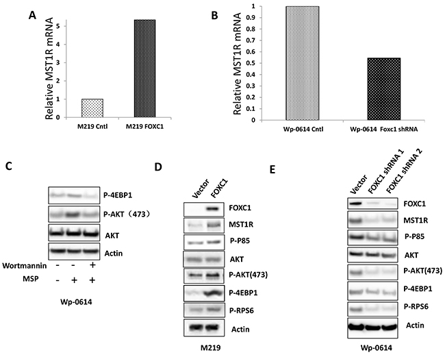 FOXC1 activated MST1R/PI3K/AKT pathway.