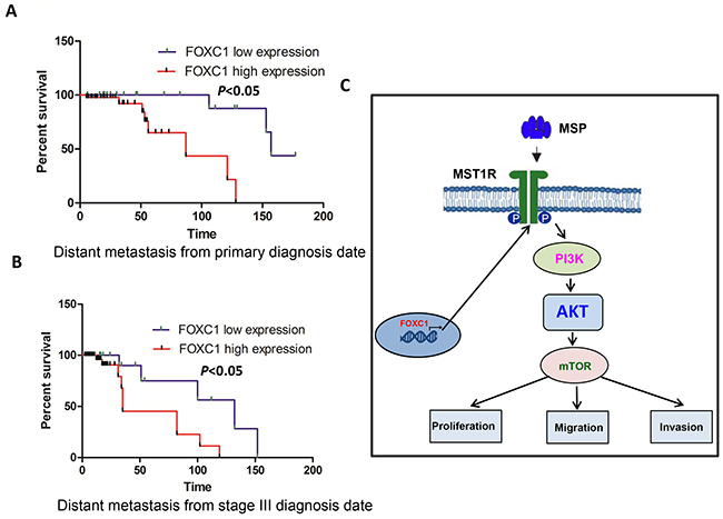 FOXC1 expression is associated with prognosis of melanoma.